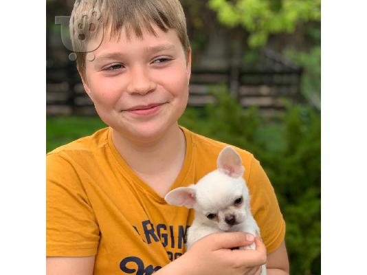 Χαριτωμένο chihuahua για 180 €